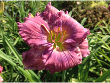 �������� ��� ����