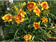 ����� ��