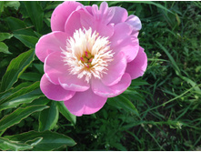 ���� �� �����