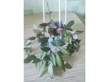 Hoya cv. Rosita.