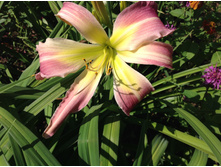 ������ �������