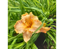 4� �������� �����-����������. ���� 100�