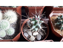 GLANDULICACTUS uncinatus