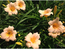 ���� ����