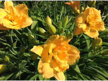 ���� ����