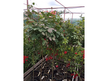 ���� �� �������.jpg