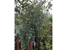 ����������� viber 2021-07-21 14-11-19-302.jpg