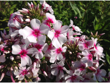 ��������� �����