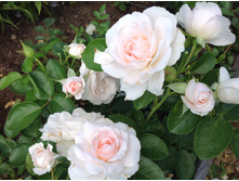 ���� ���� ����