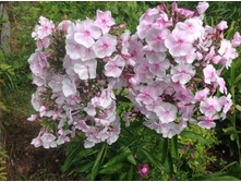 ����� ����� ������