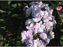 ����� ���� ���