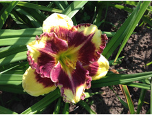 ������ �����