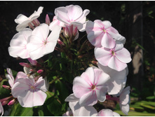 ���������� ����