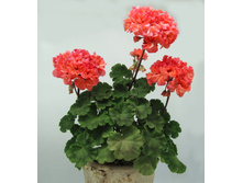 Anncbrook Peaches 1.jpg