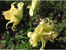 ����� ������� ���( ����� �����)