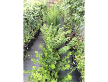 ����������� viber 2021-07-21 14-12-23-028.jpg