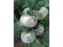 IMG 20210716 044440.jpg