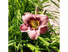 2� �������� Always Afternoon. ���� 130�