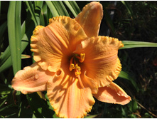 ������� �������