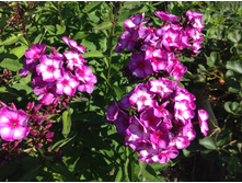 ���� ������ �������