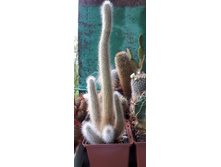 CLEISTOCACTUS jujuyensis VG-588