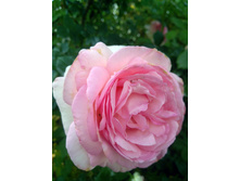 IMG 20210623 055836.jpg