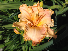 ������� ��������