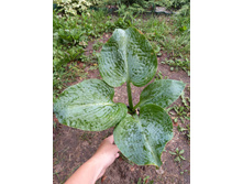 ����������� viber 2021-07-02 07-01-58-634.jpg