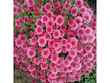 ���������� ���� ����� 130��� (�2- � ������� 1��).jpg