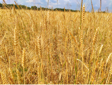 IMG 20210710 123915-01.jpeg