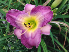 ���� ��������