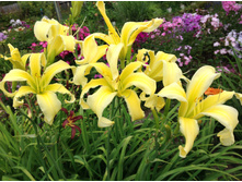 �������� ������� ����� �� �������