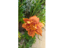 ��������� ��������