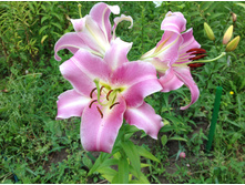 ����� ����� ����