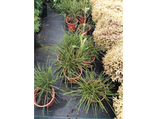 ��� Whipcord C2.jpg