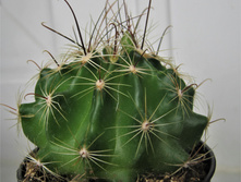 Hamatocactus setispinus