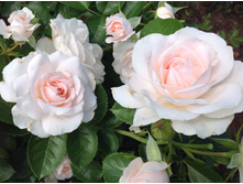 ���� ���� ����