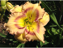 ������ ����