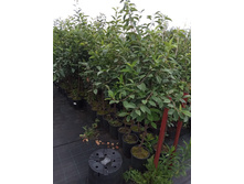 ����������� viber 2021-07-21 14-11-34-165.jpg