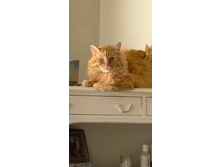 �������� ����� ���