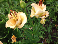 ����� ������� �����