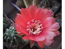 Echinopsis obrepanda VZ 129