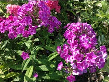 ���� ������