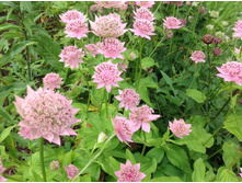 ��������� �����