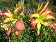 ������� ������ �������