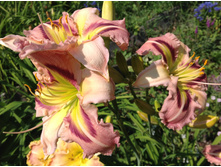 ������� ���� ����������