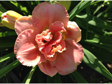 ����� �����