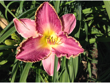 ����� �� �����