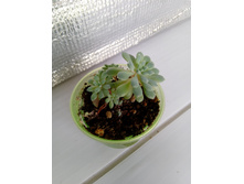 IMG 20210727 150318[1].jpg