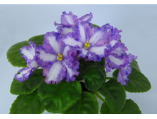 �-������ ��������